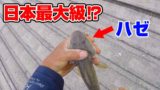 徳之島の堤防が凄すぎた 釣りいろは 無料釣り動画tv